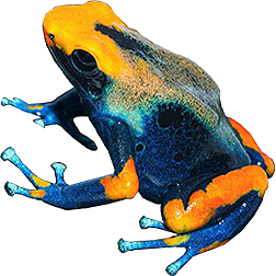 Tumucumaque Dart
